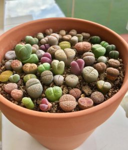生石花好養(yǎng)嗎 養(yǎng)石花的技巧、學(xué)會(huì)養(yǎng)石花的方法